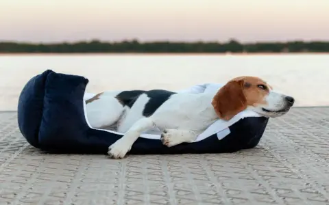 Chien beagle se reposant dans un coussin douillet sur un quai, avec un lac en arrière-plan.