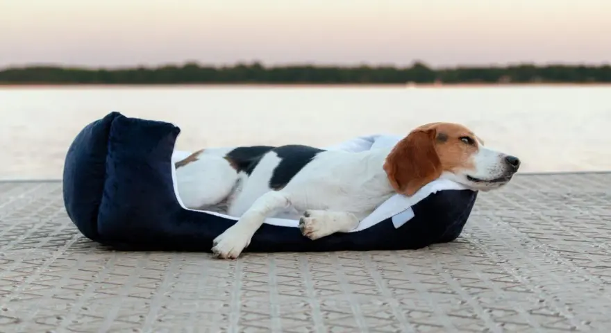 Chien beagle se reposant dans un coussin douillet sur un quai, avec un lac en arrière-plan.