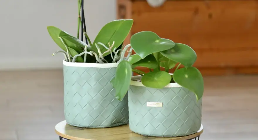 Tuto cache pot tissu : deux plantes vertes dans des contenants tressés vert pâle, sur une table basse.